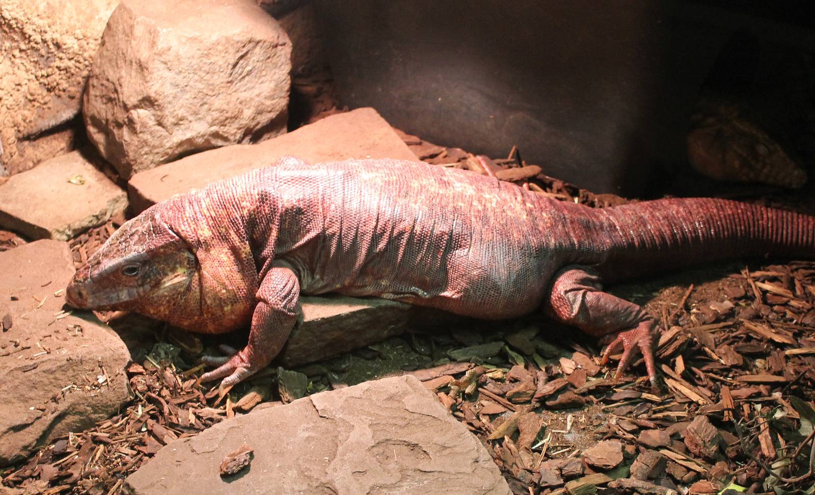 Red tegu