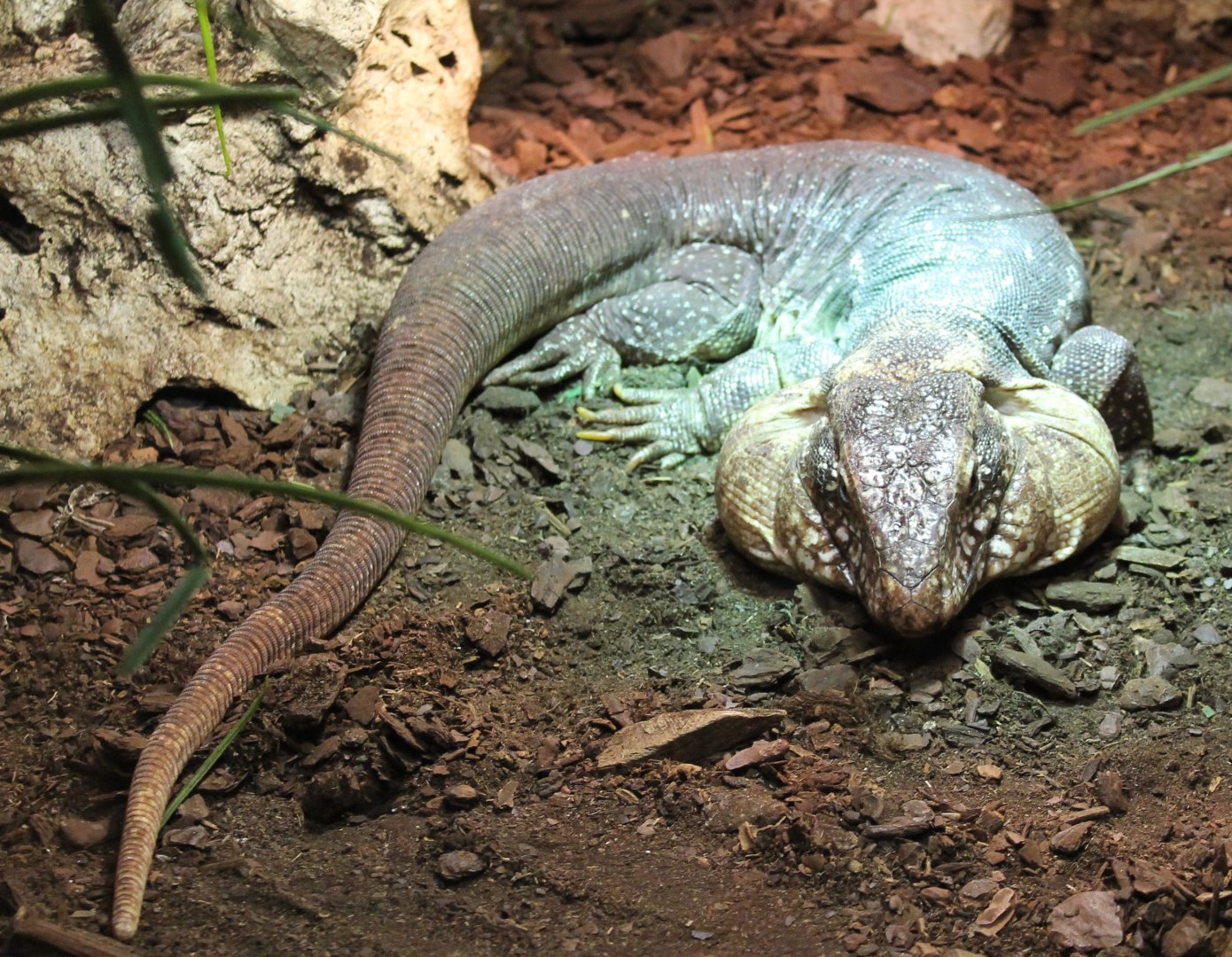 Red tegu