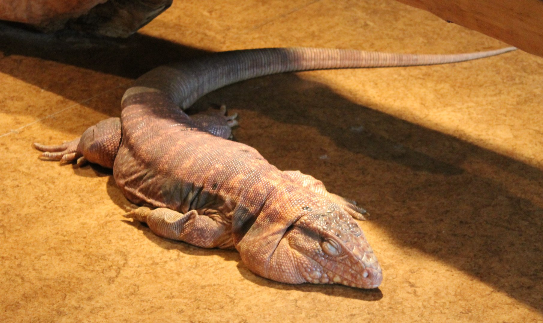 Red tegu