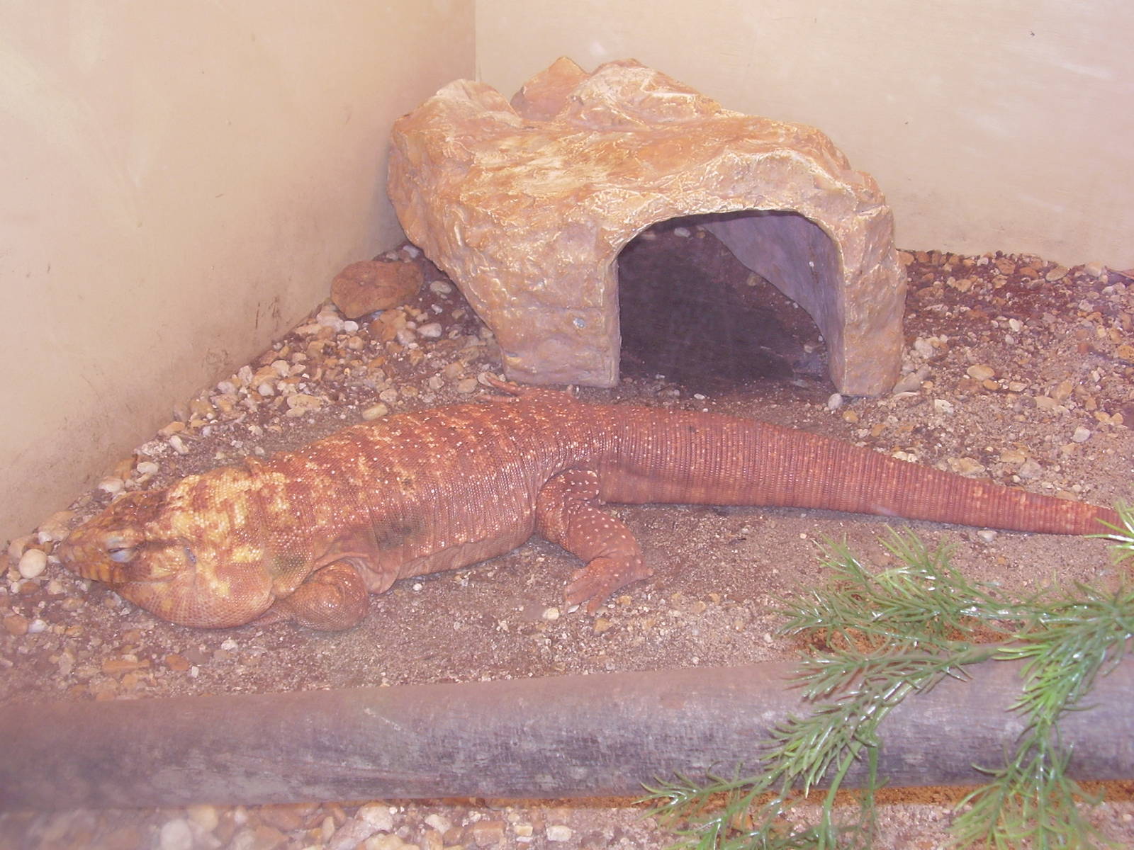 Red Tegu