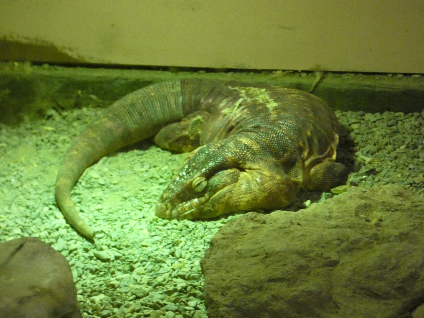 Red tegu