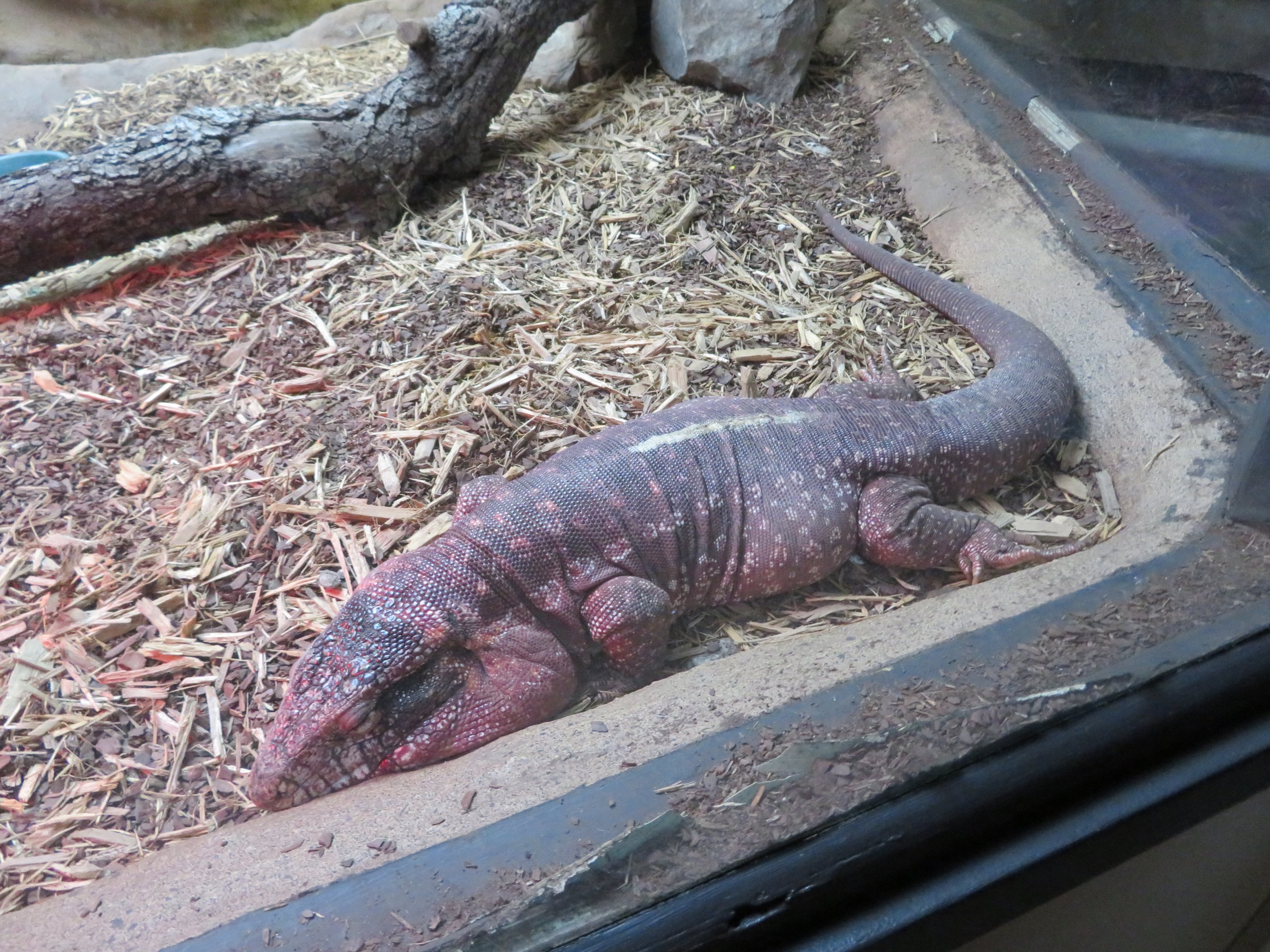 Red Tegu