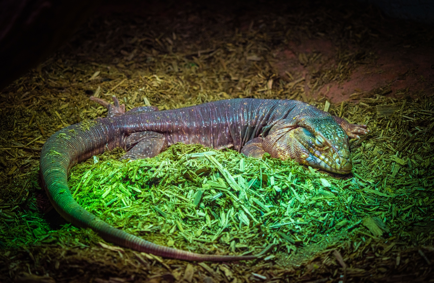 Red Tegu