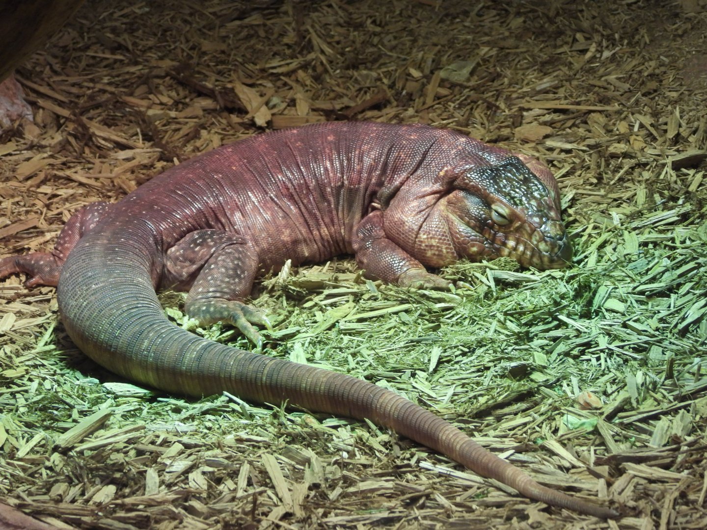 Red tegu