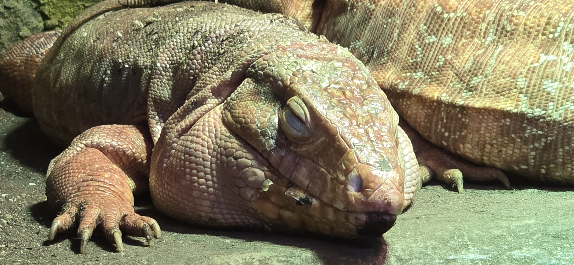 Red tegu