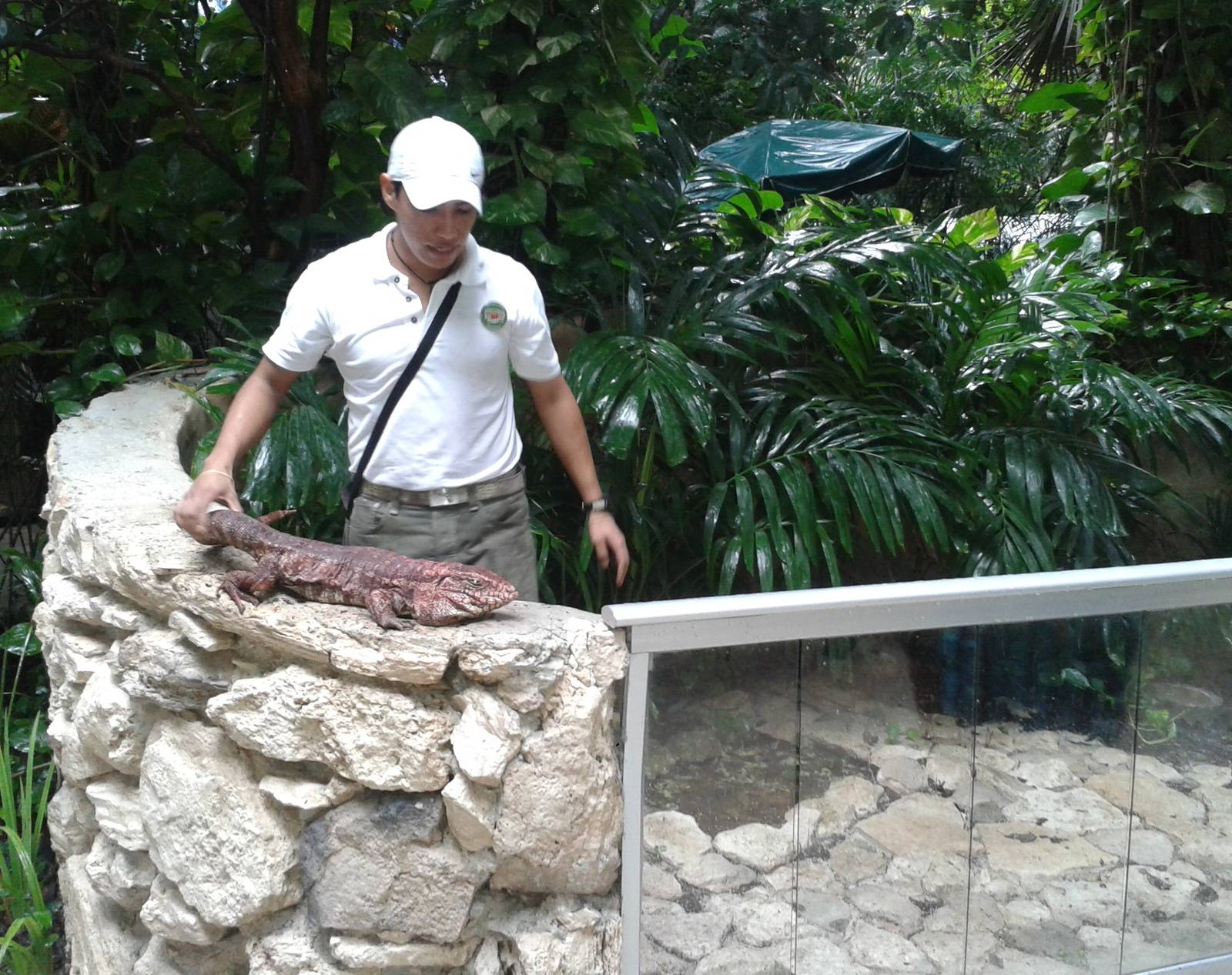 Red teju enclosure and guide