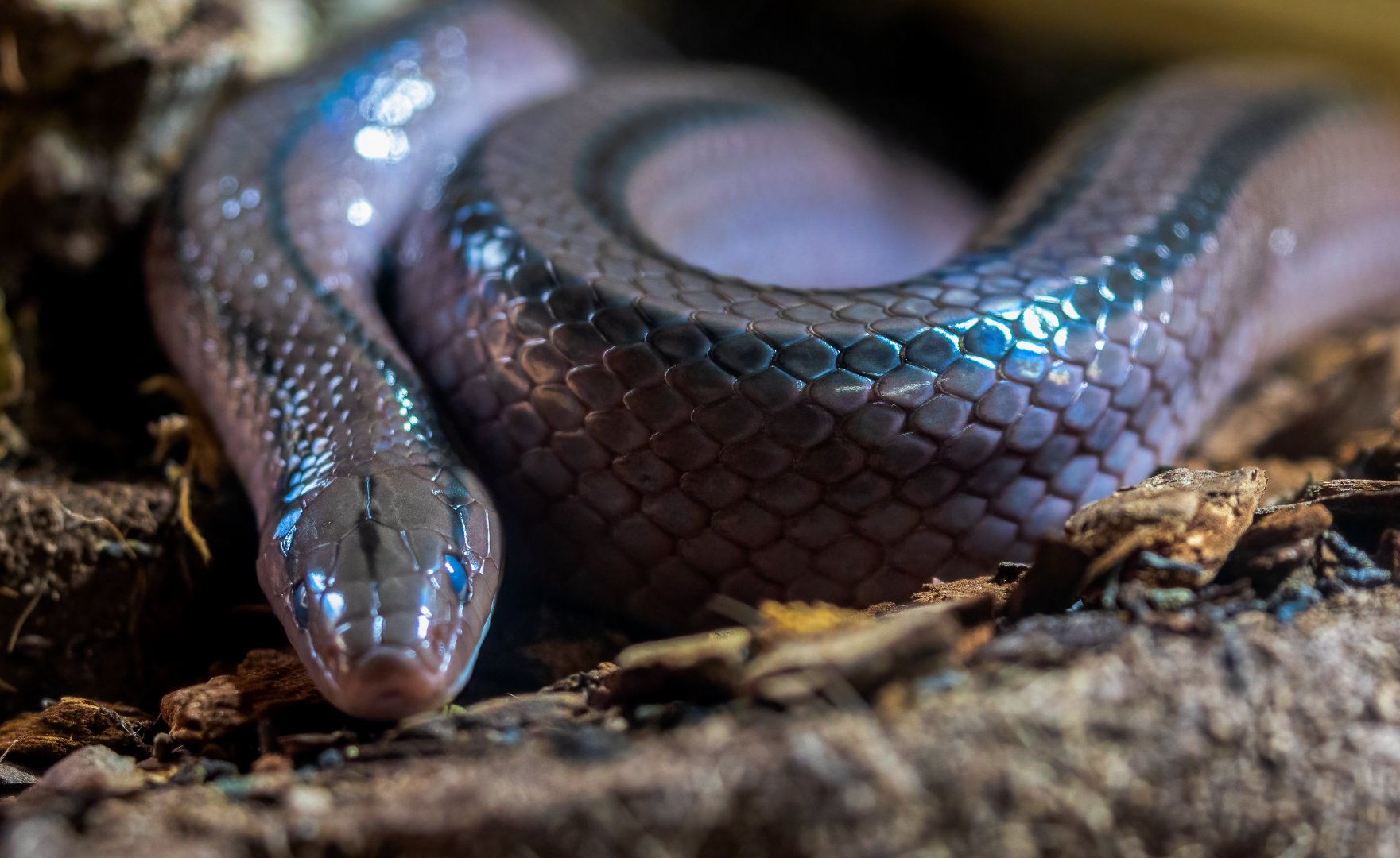 Red Thai Rat Snake  / Hamerton / 23-9-21