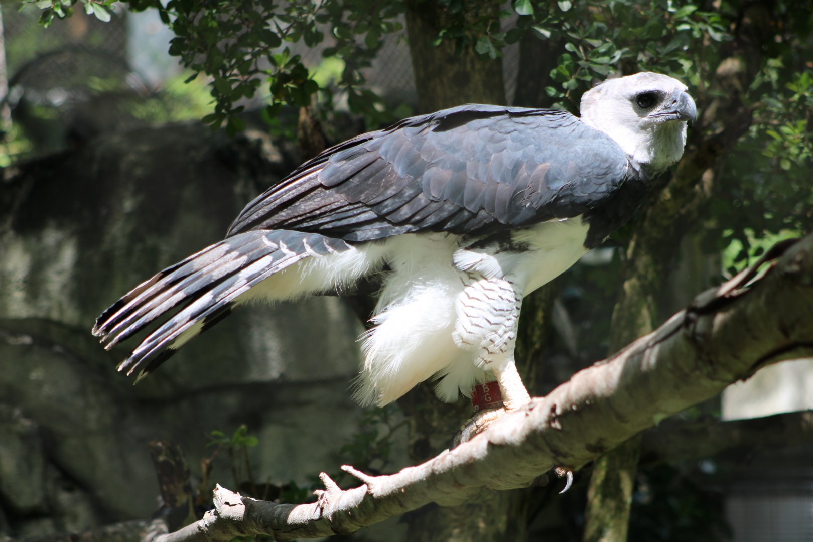 “Red” the Harpy Eagle (Harpia harpyja)