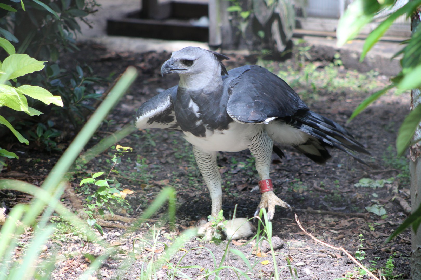 “Red” the Harpy Eagle (Harpia harpyja)