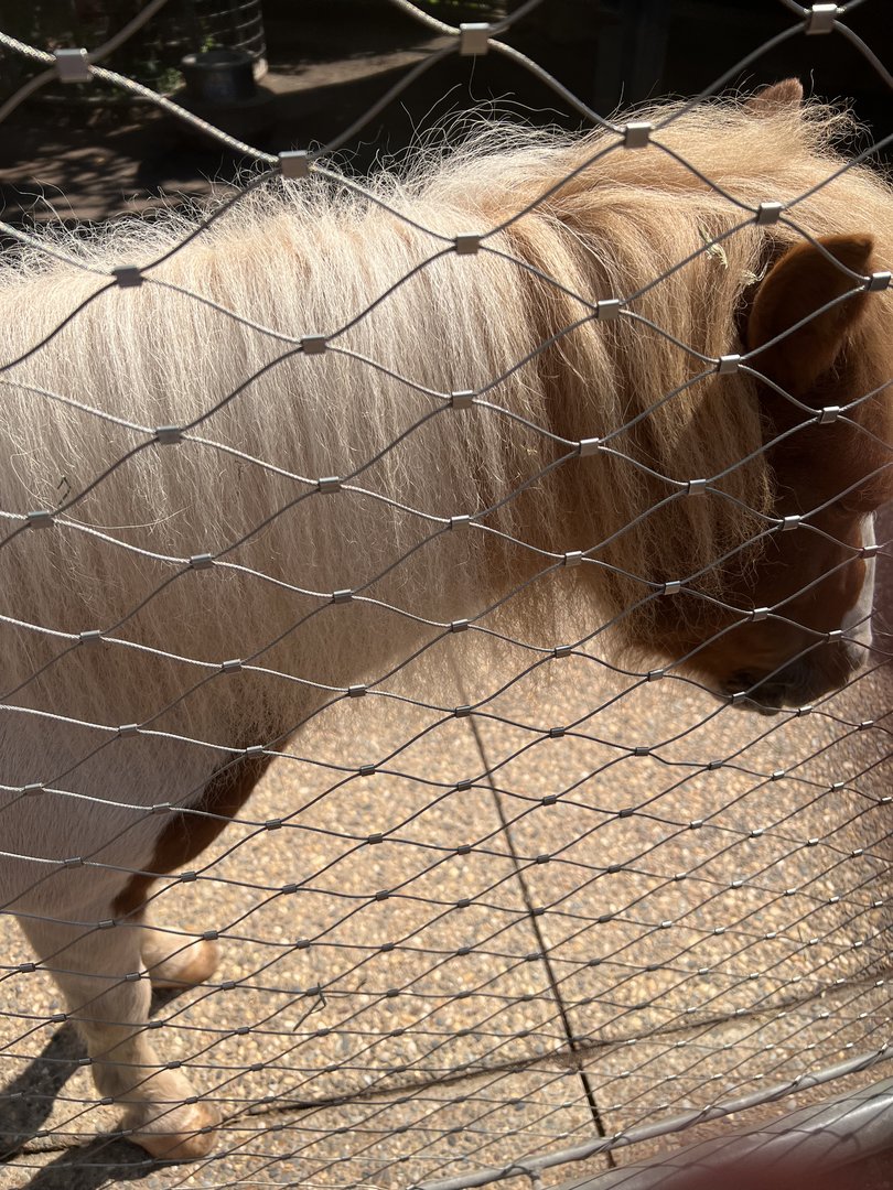 Red the Miniature Horse