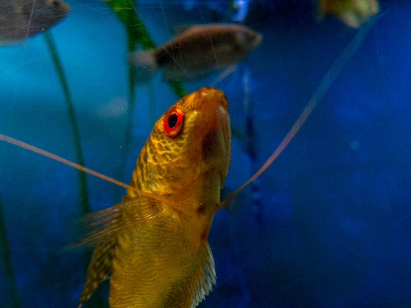 "Red" Three spot gourami / Trichopodus trichopterus f. domestica