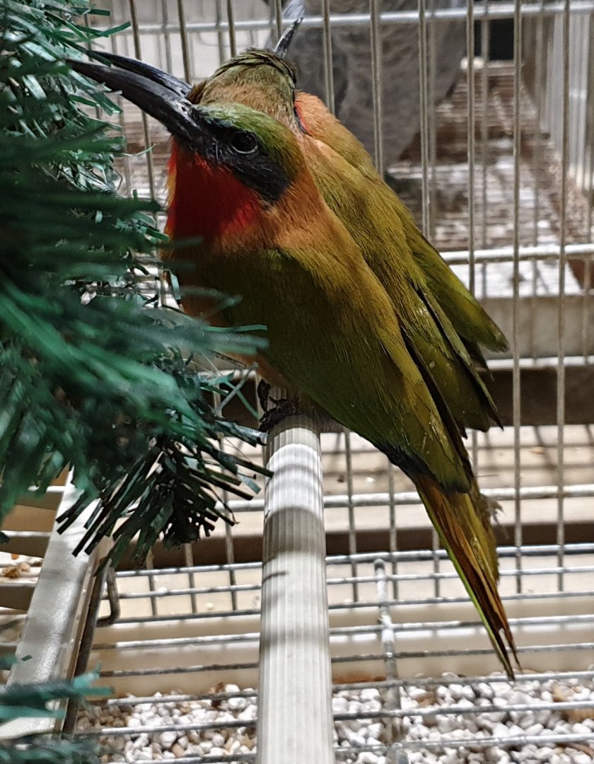 Red-throadted bee-eaters
