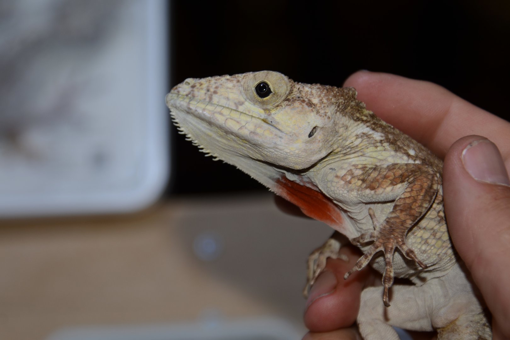 Red throat false chameleon (Anolis sp. 'dimorphicus')