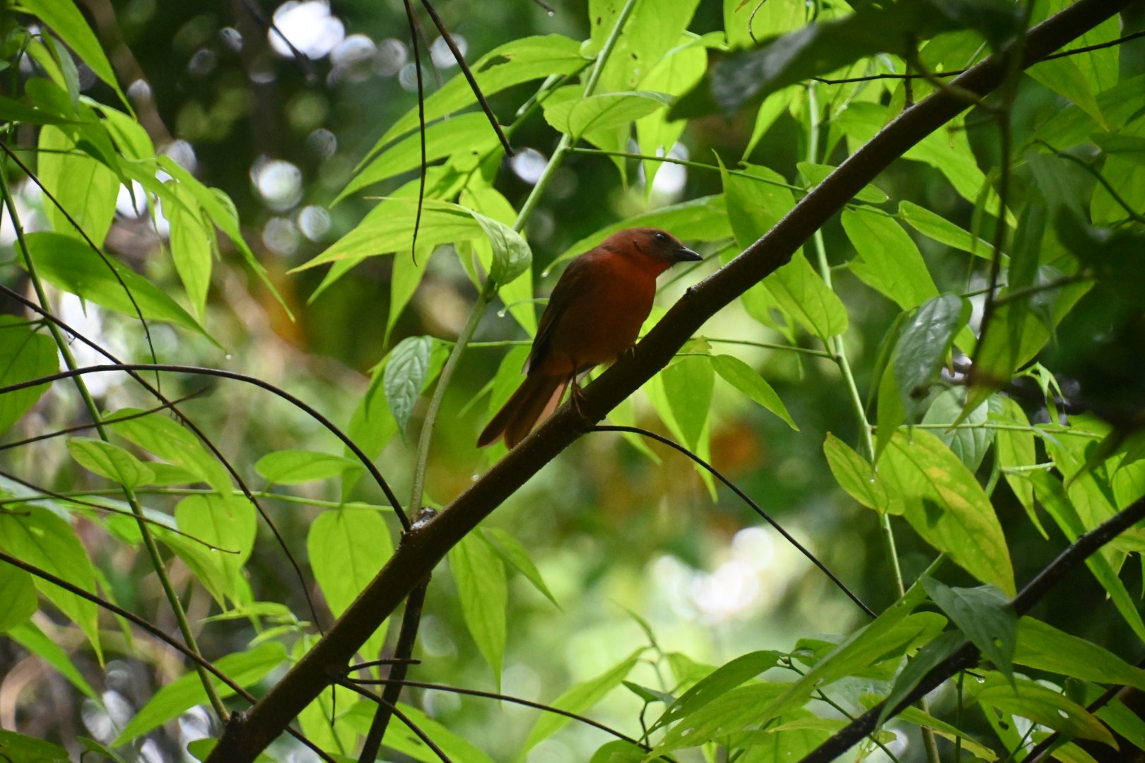 Red-throated ant tanager (Habia fuscicauda)