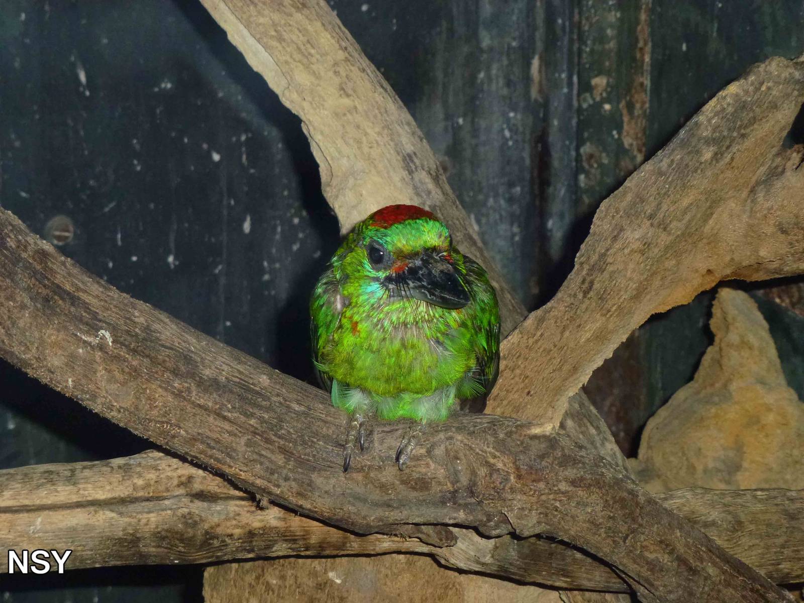 Red-throated barbet, June 2013.