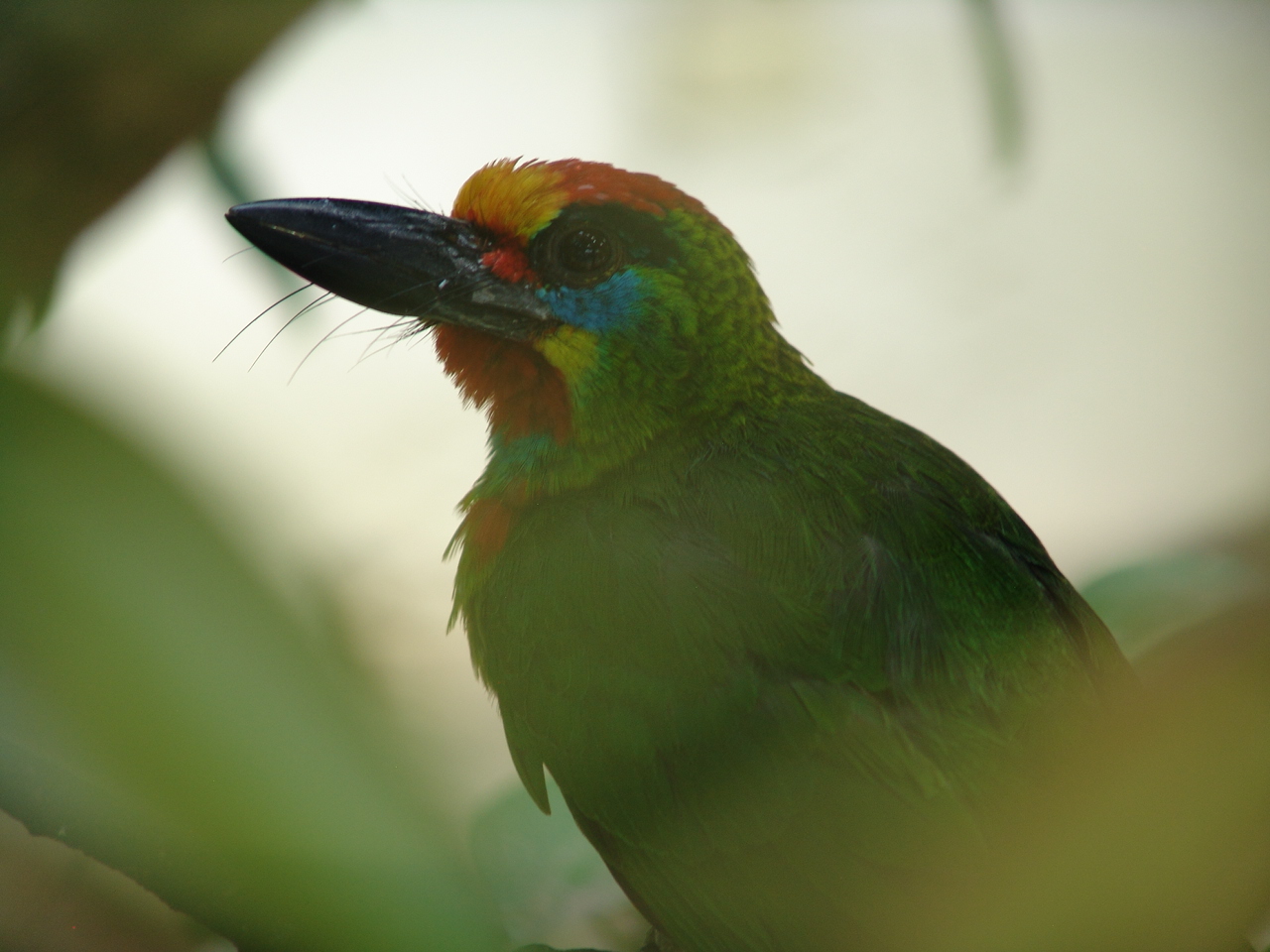 Red-throated Barbet (Megalaima mystacophanos)