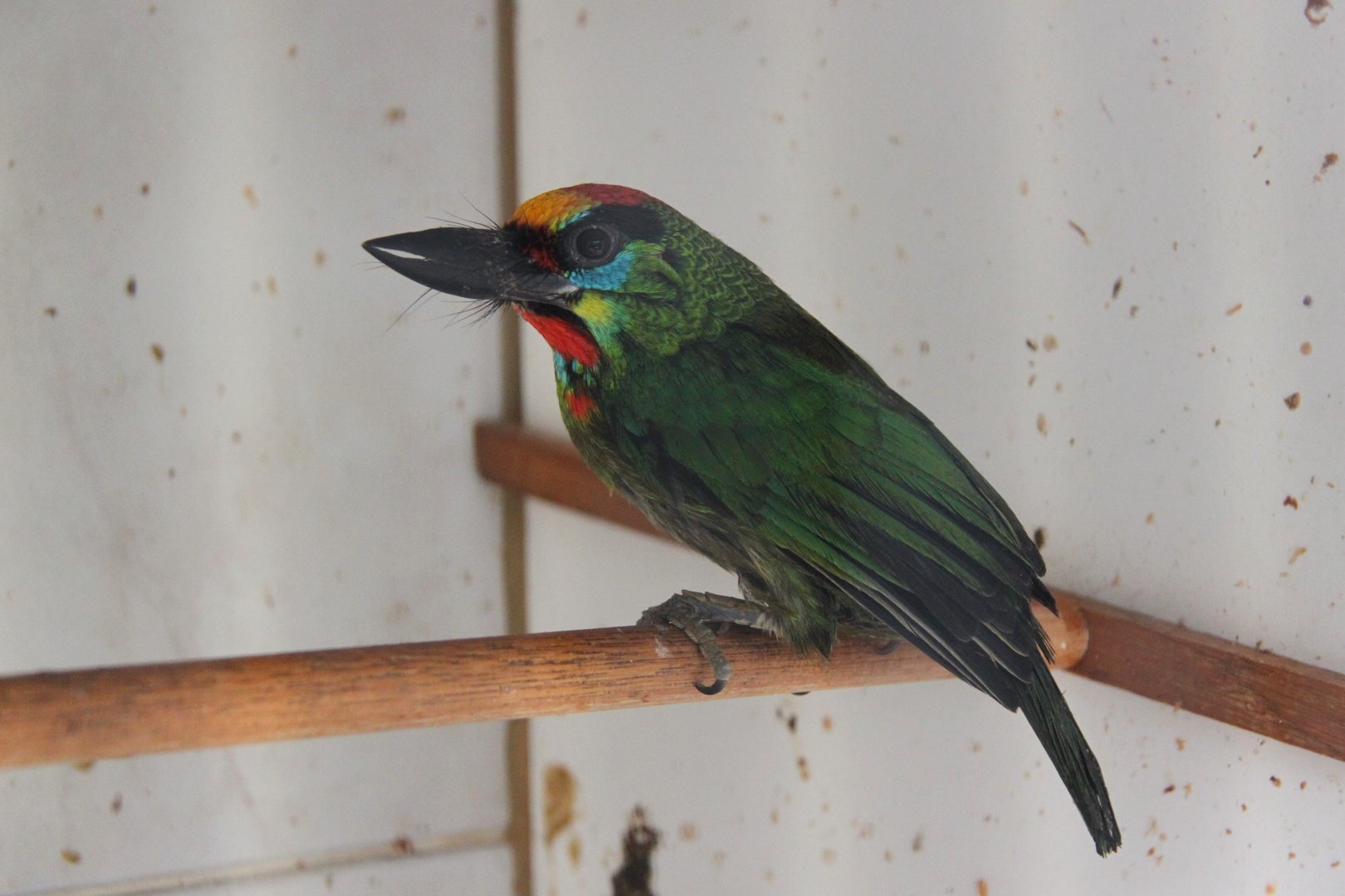 Red-throated barbet (Psilopogon mystacophanos)