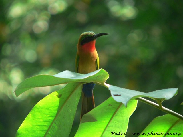 Red-throated bee-eater (Merops bullocki)