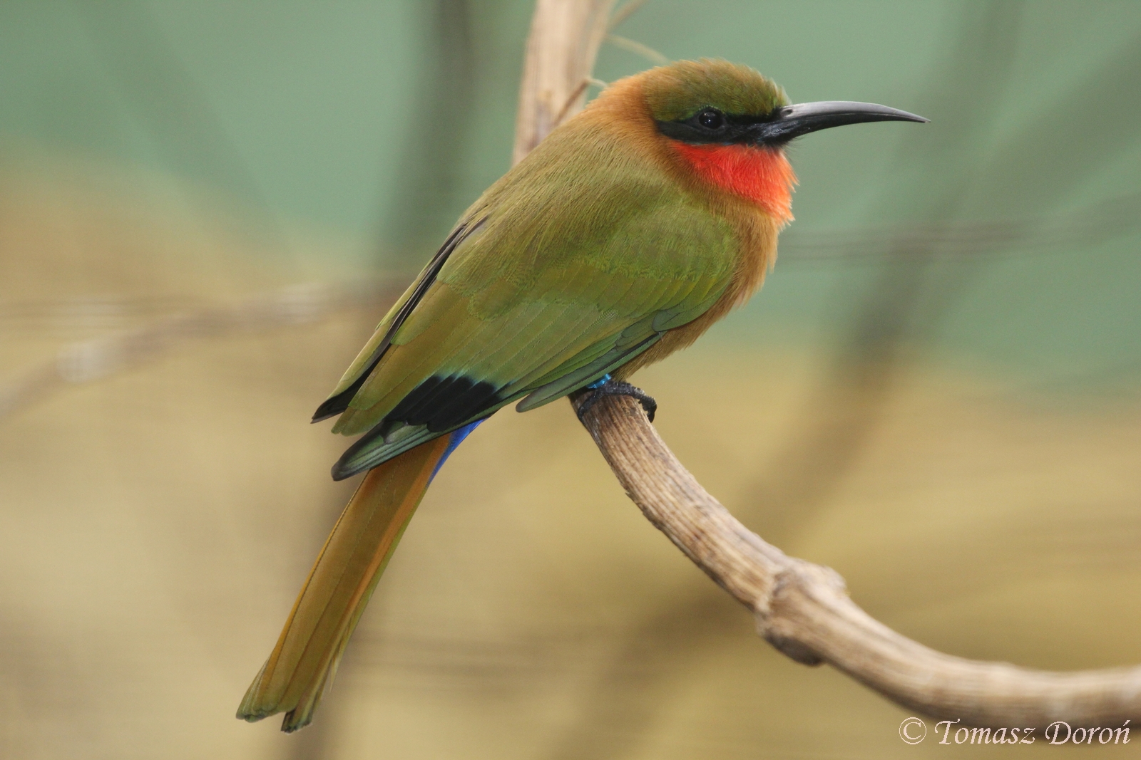 Red-throated Bee-eater (Merops bulocki), October 2017