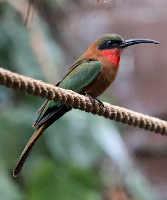 Red-throated bee-eater (Merops bulocki) - Tropen-Aquarium