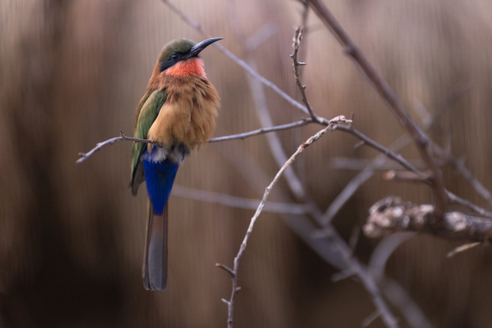 Red-throated Bee-eater (Merops bulocki)