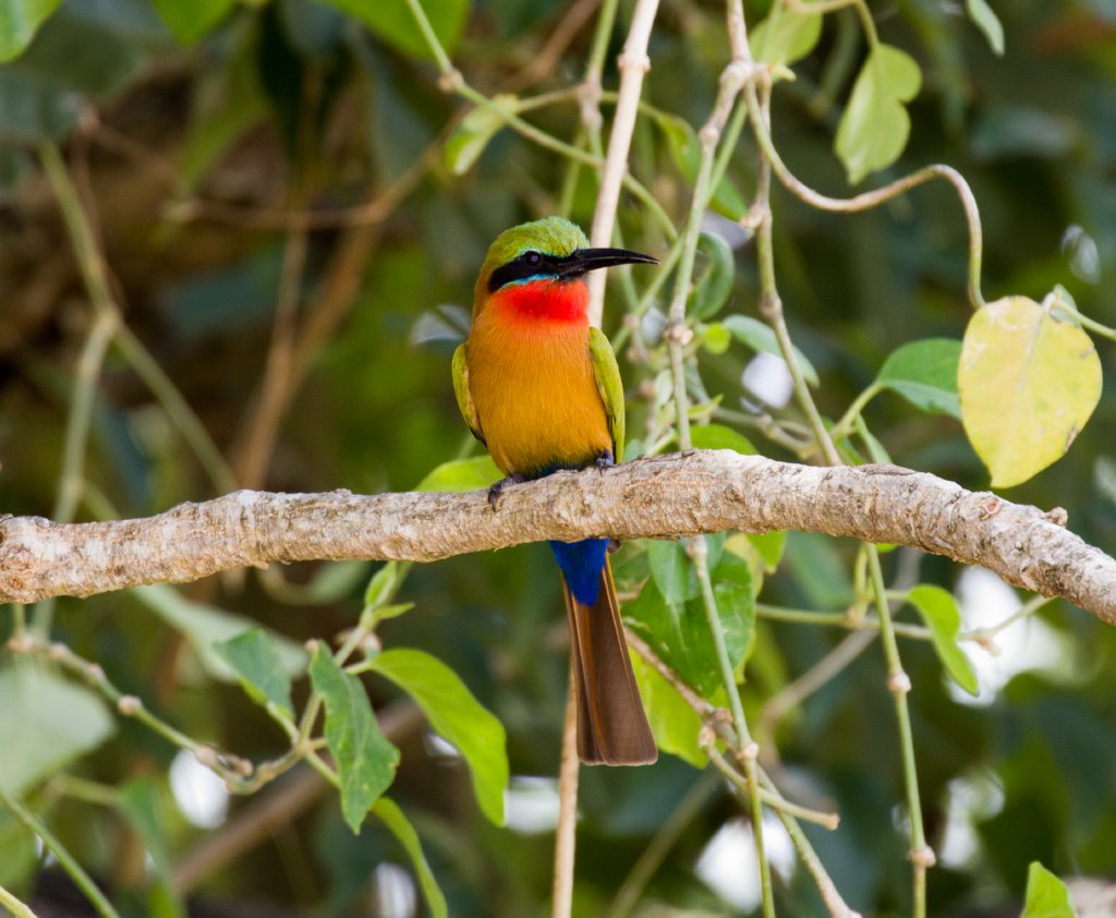 Red-throated Bee-eater