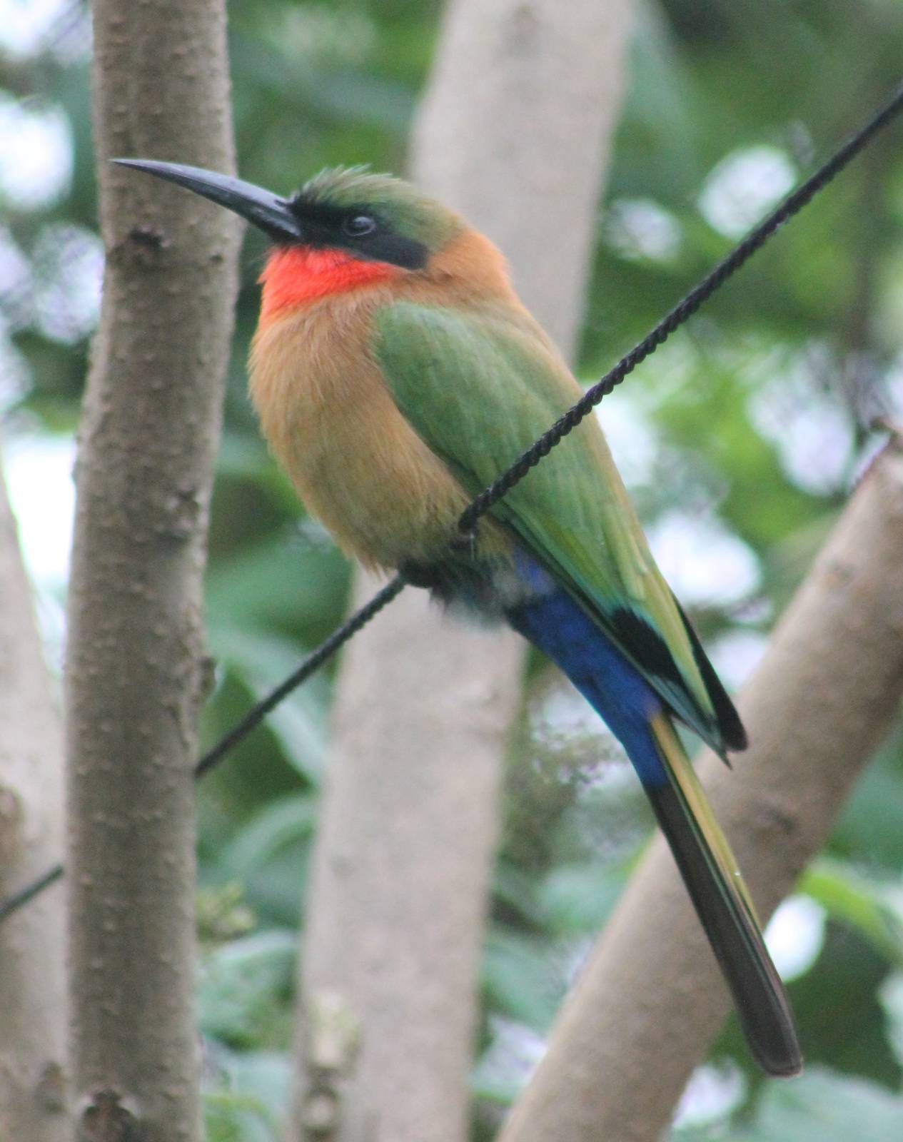 Red-throated bee-eater