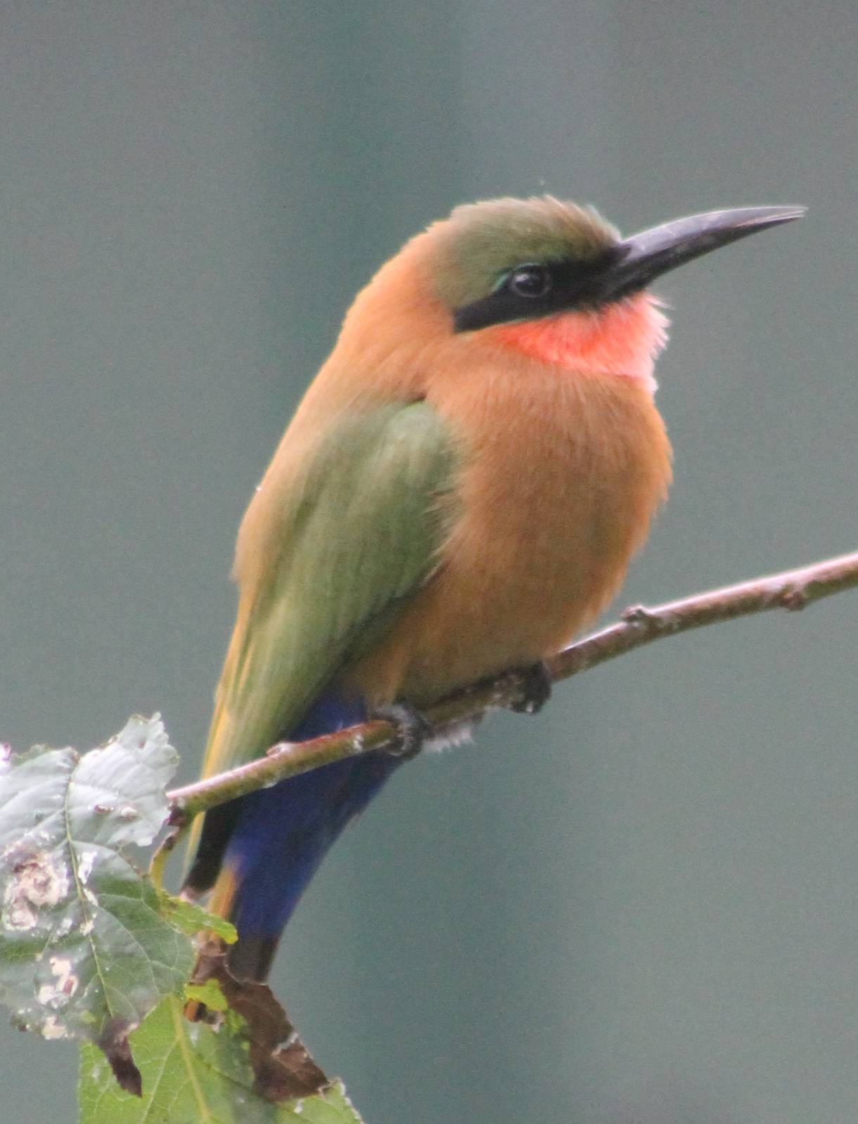 Red-throated bee-eater