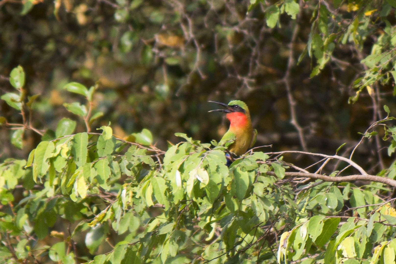 Red-throated bee-eater