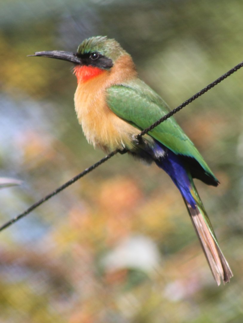 Red-throated bee-eater