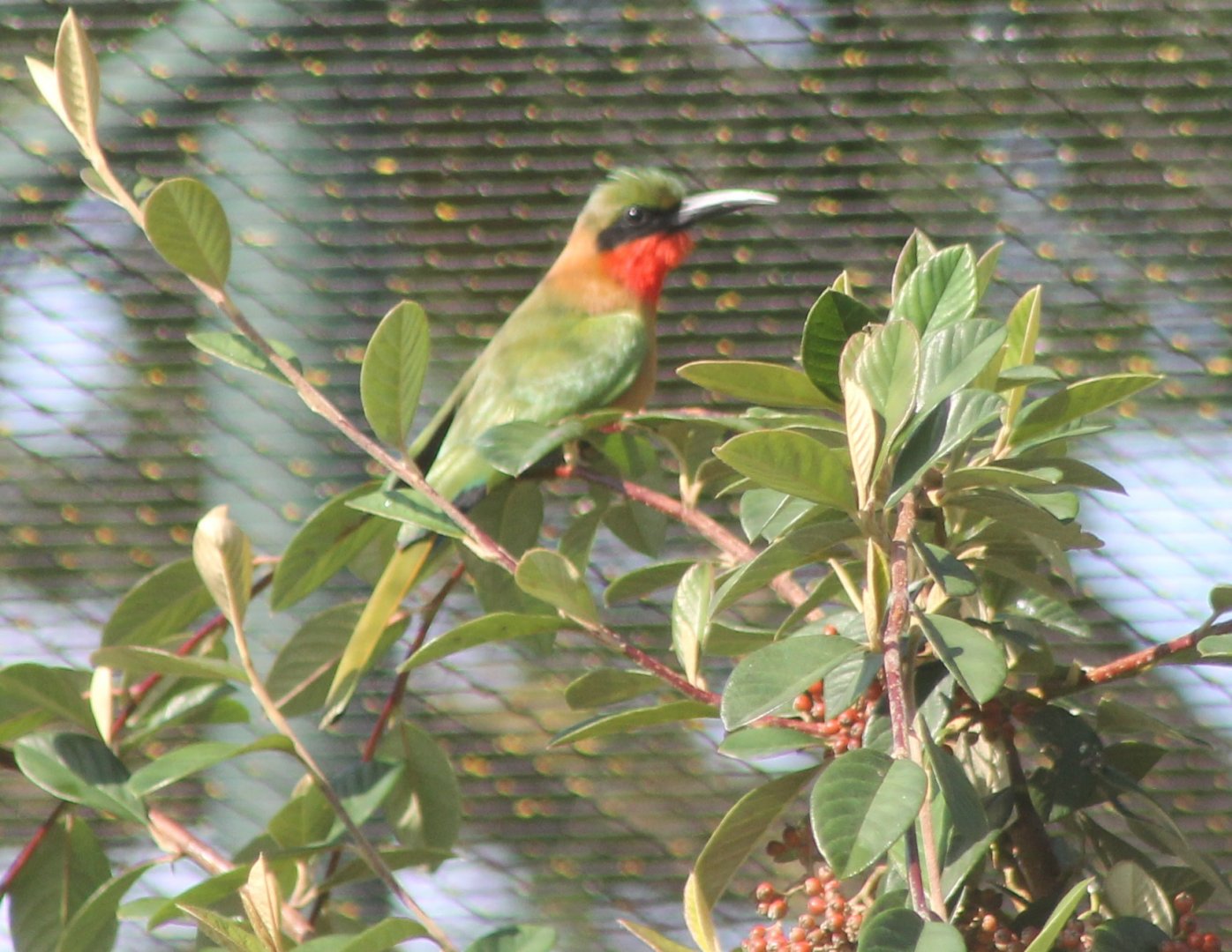 Red-throated bee-eater