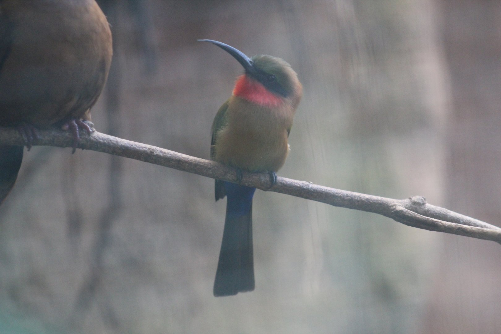 Red-Throated Bee-Eater