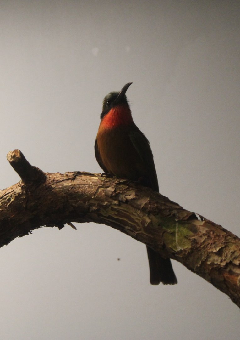 Red-throated bee-eater