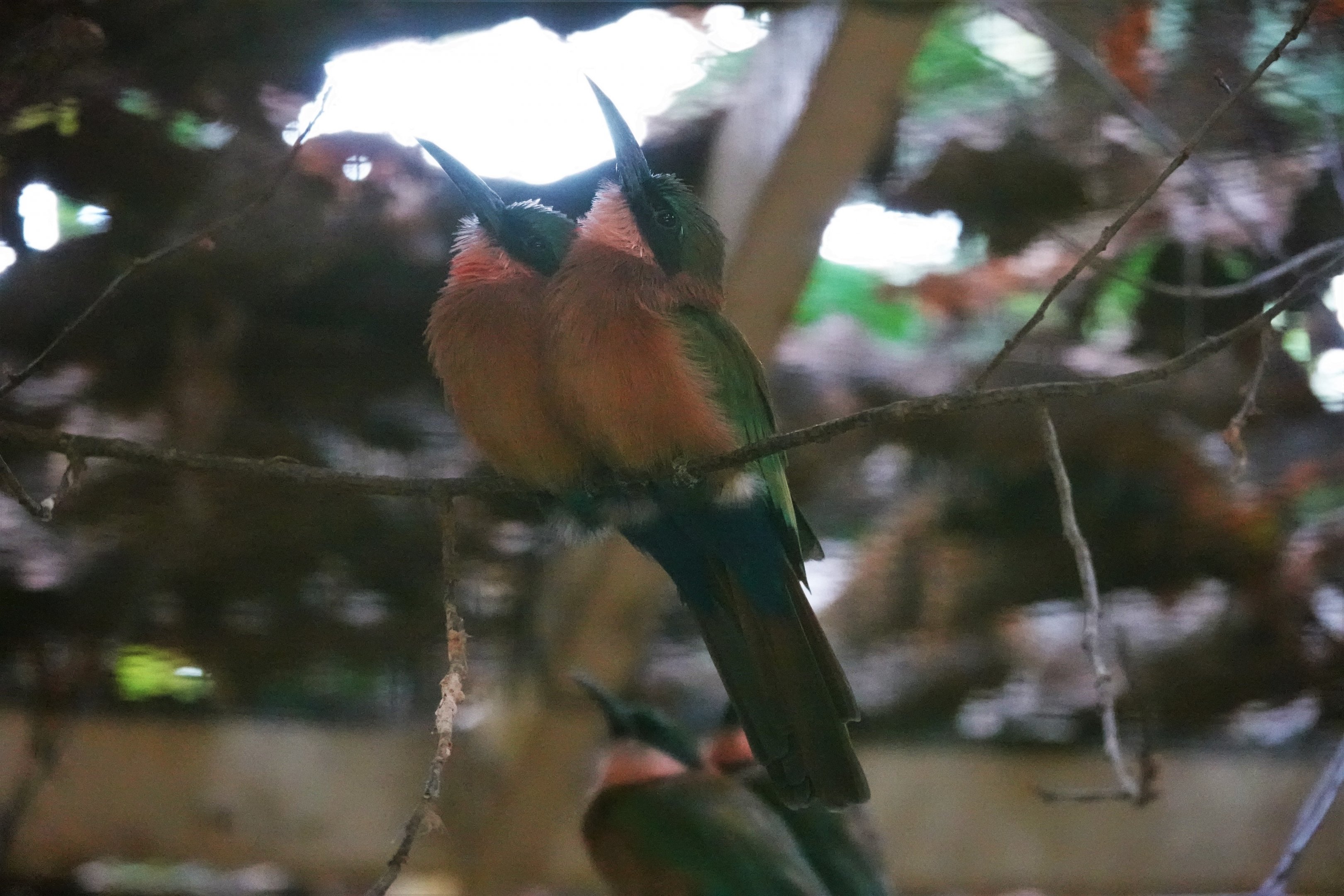 Red-throated bee-eater