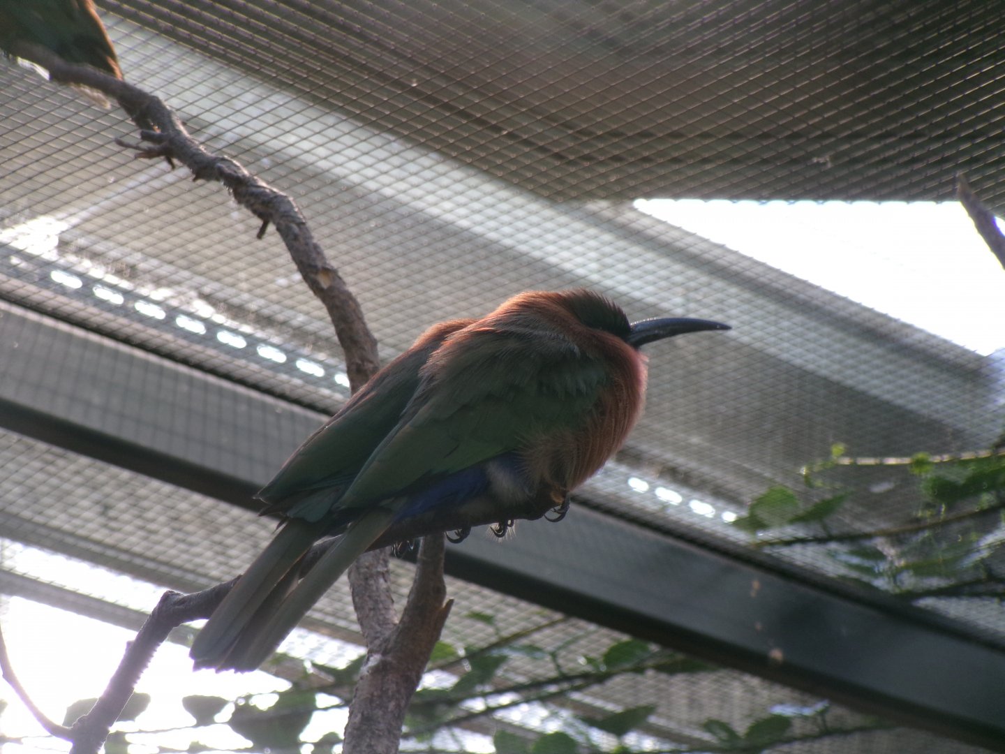 Red-throated bee-eater