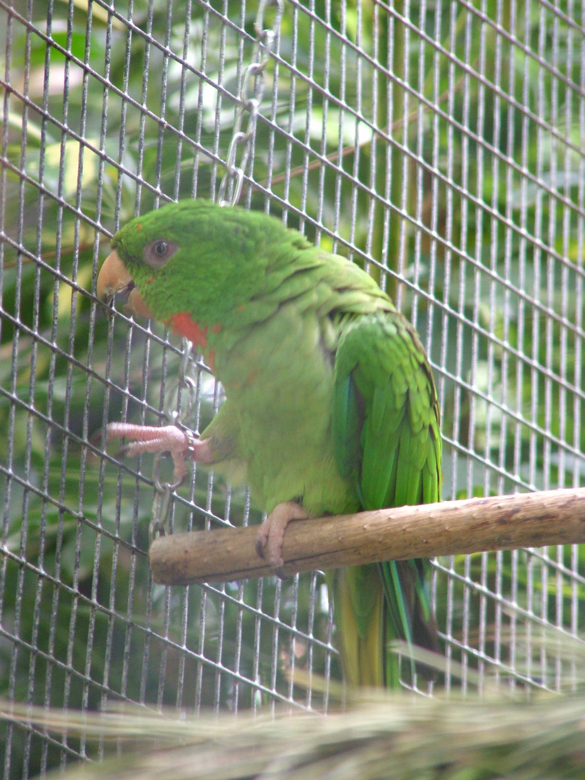 Red-throated Conure at Loro Parque, 08/11/10