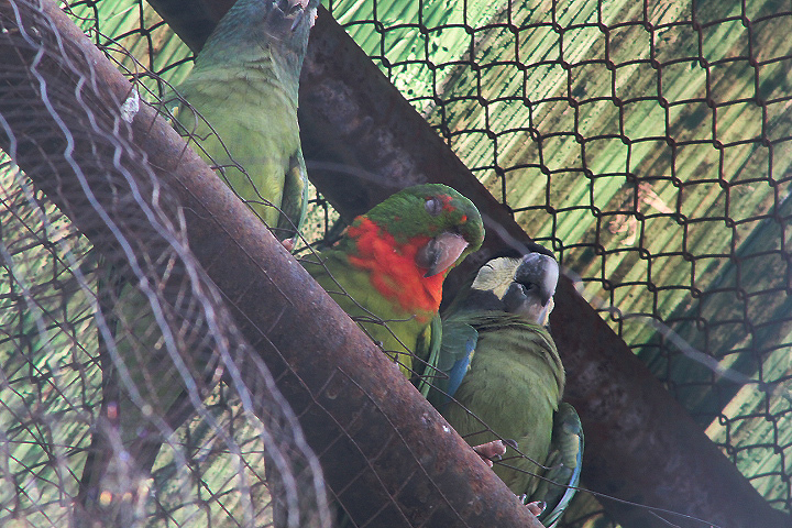 Red-throated conure (Psittacara rubritorquis)