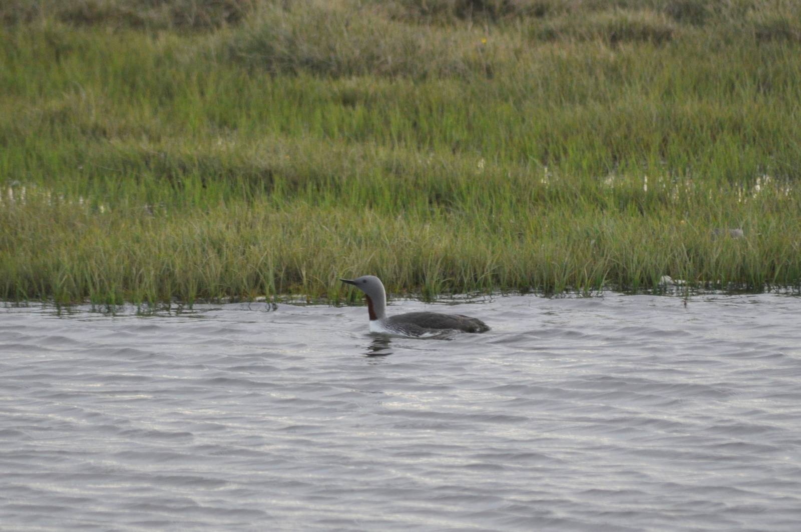 Red-throated Loon - Alaska
