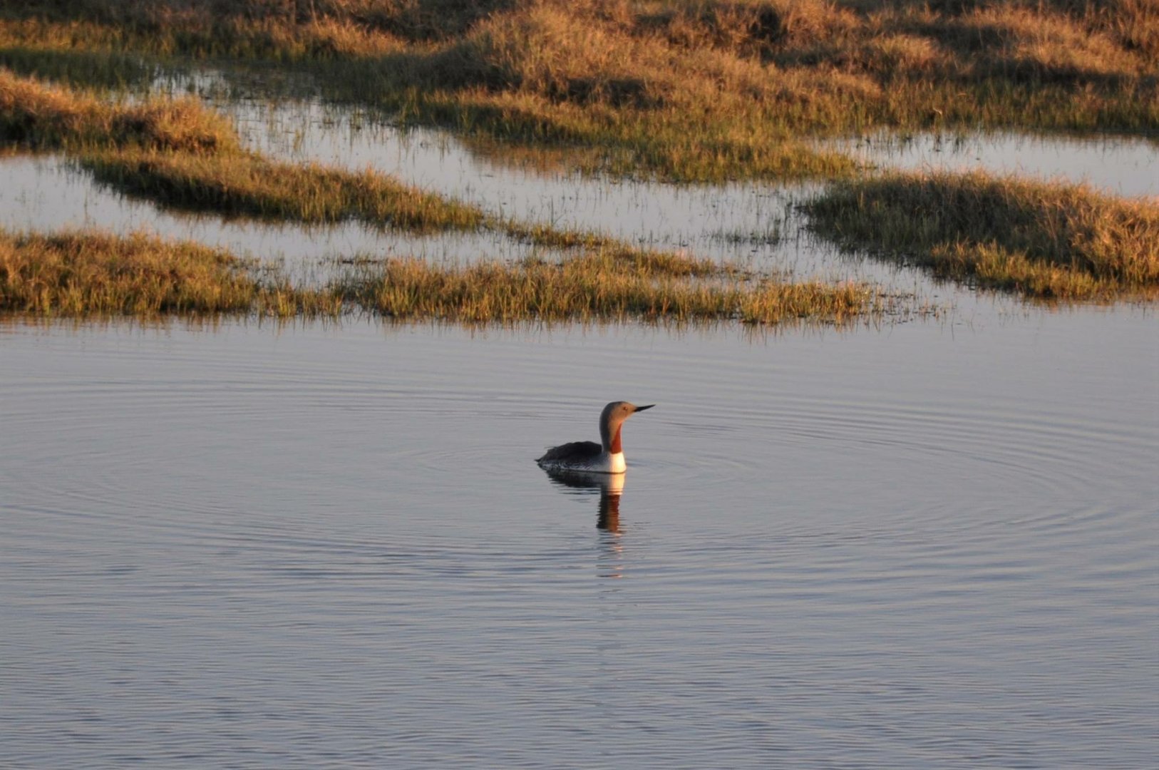 Red-throated Loon.  Alaska