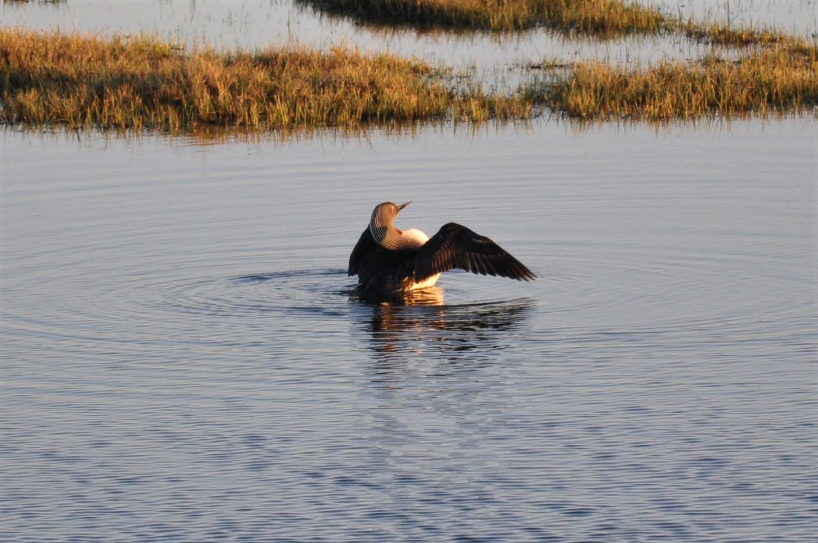 Red-Throated Loon.  Alaska.