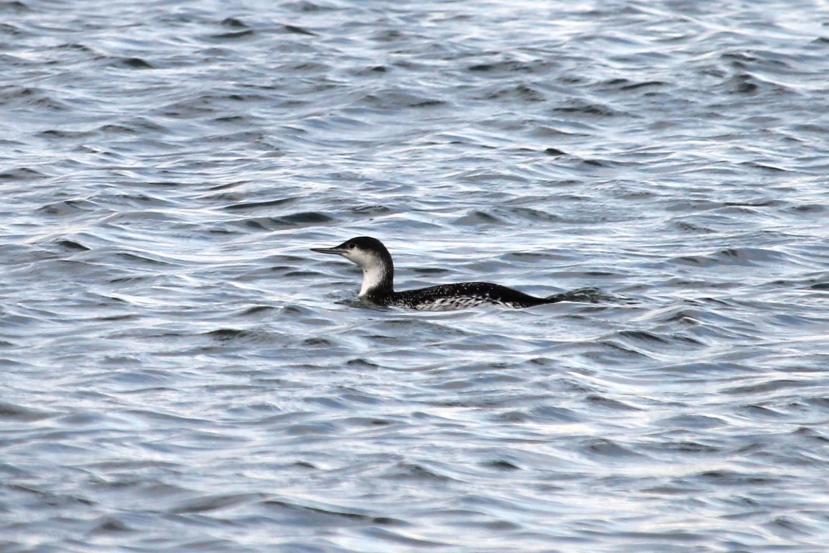 Red-throated Loon (Gavia stellata)