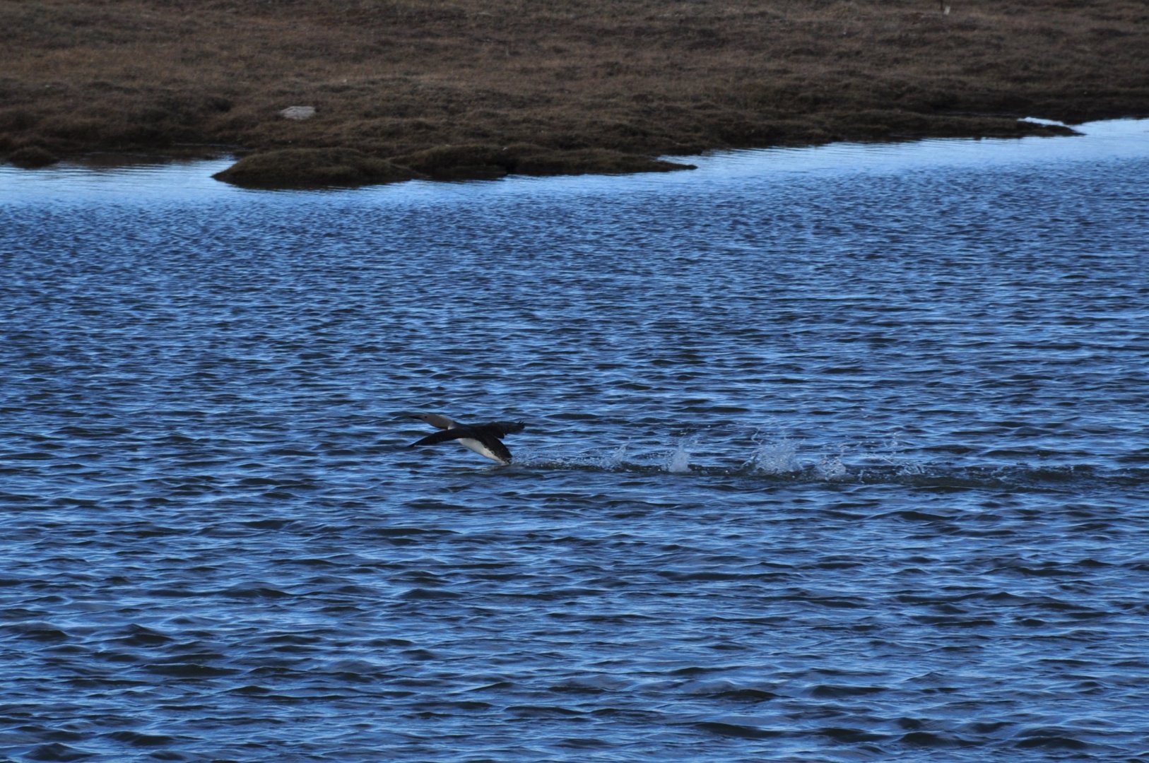 Red-throated Loon taking flight - Alaska