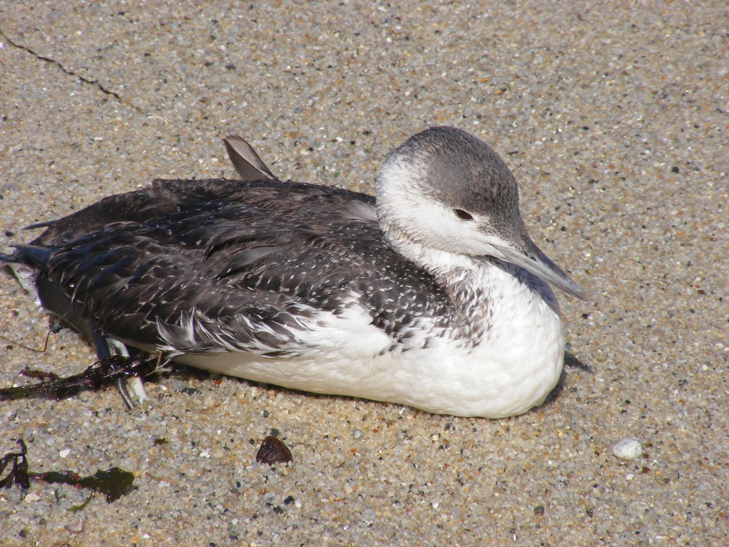 Red-throated Loon
