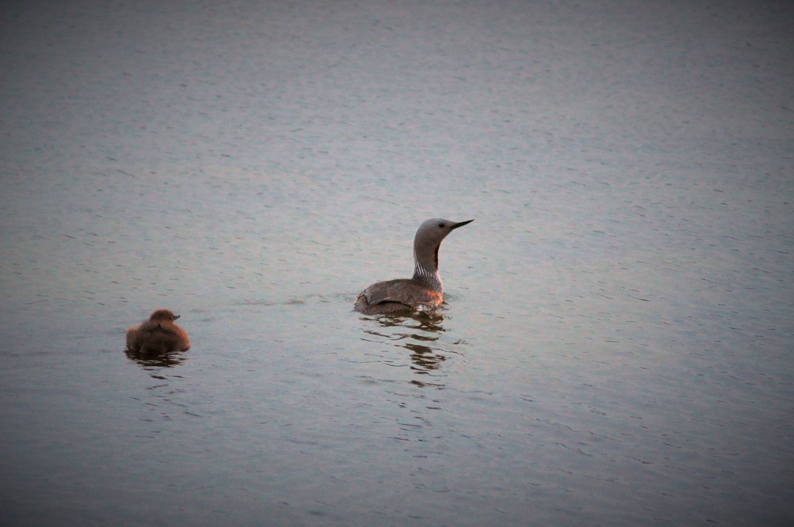 Red-throated Loons - Alaska