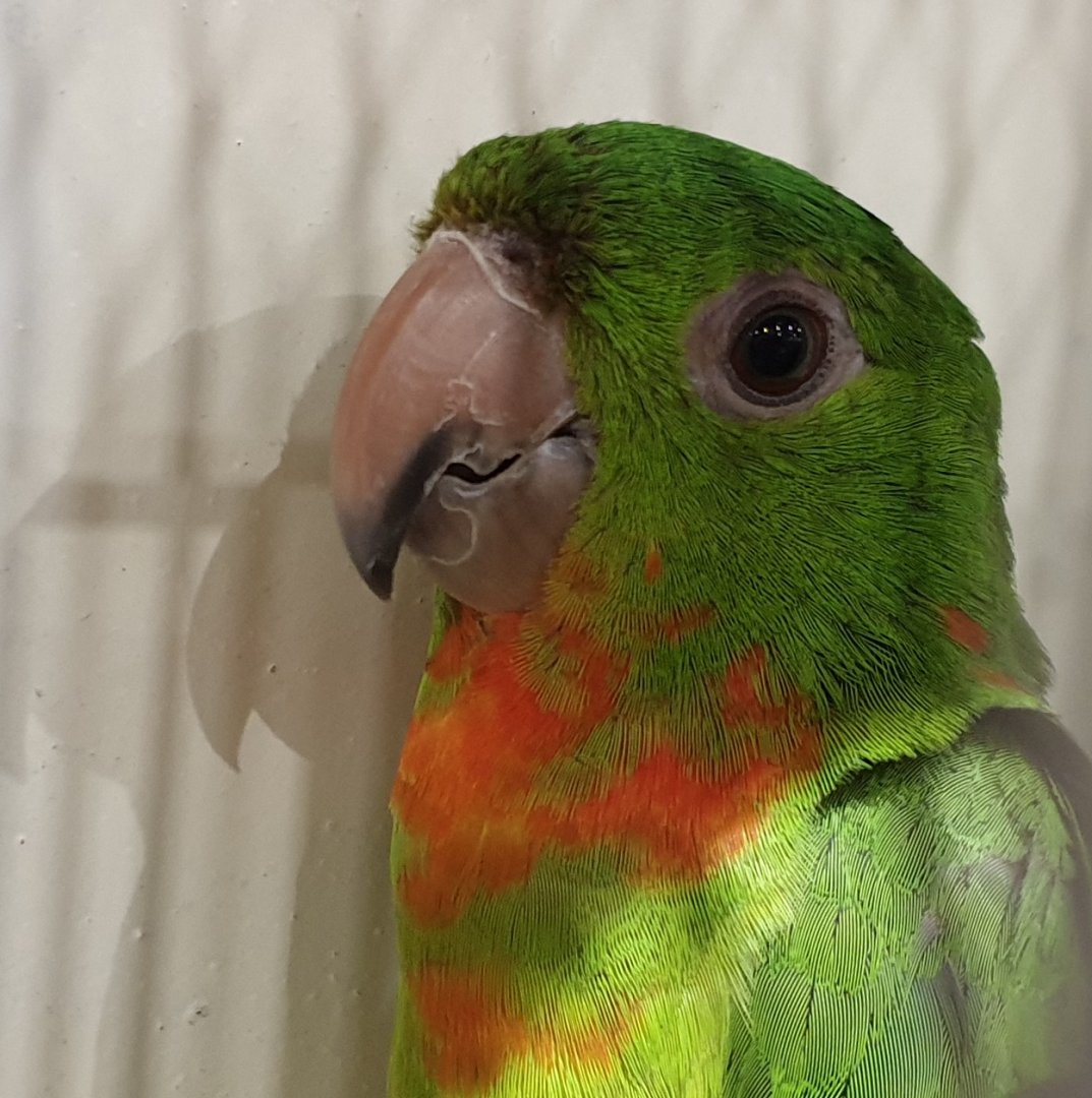 Red-throated parakeet - Aratinga rubritorquis