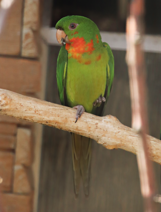 Red-throated parakeet (Psittacara rubritorquis) - Parrot Zoo Bošovice