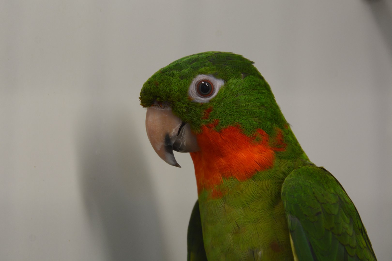 Red-throated parakeet (Psittacara rubritorquis)