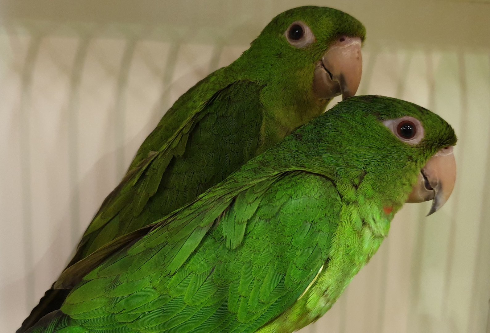 Red-throated parakeets - Aratinga rubritorquis