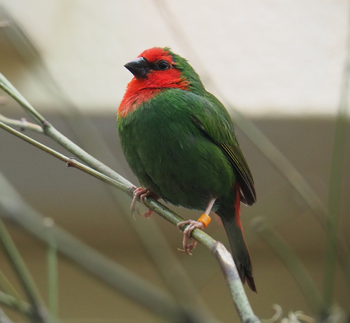 Red-throated parrot finch (Erythrura psittacea), 2019-04-20