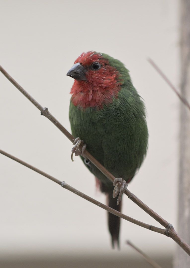 Red-throated parrot finch